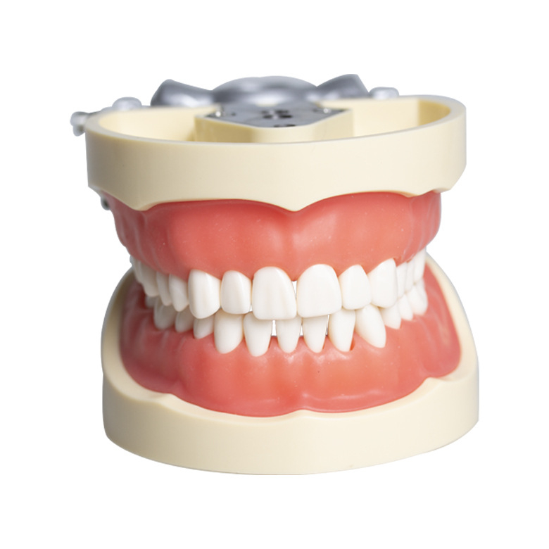 Fogászati oktató fogmodell, levehető fogpótlás, ABS gyanta, felnőtteknek, 180 g