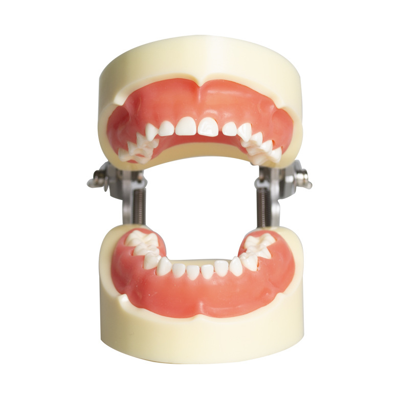 Fogászati oktató fogmodell, levehető fogpótlás, ABS gyanta, felnőtteknek, 180 g