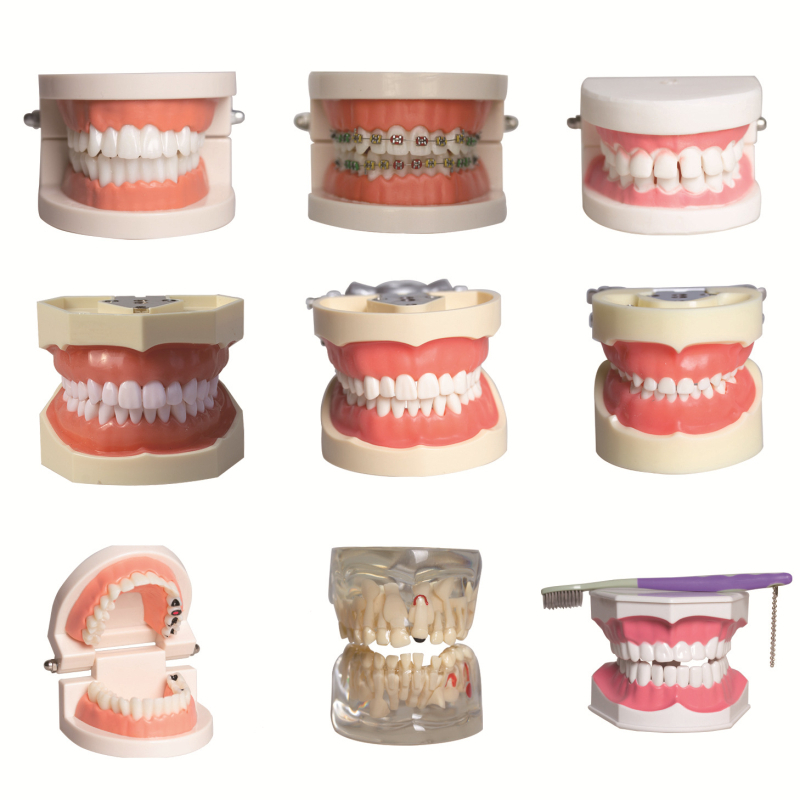 Dantų mokymo modelis, nuimama protezė, ABS derva, suaugusiems, 180 g