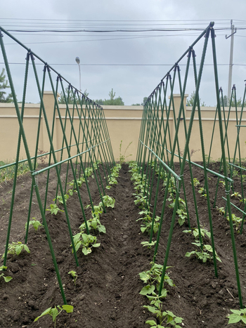 Ράβδος στήριξης φυτών για αναρριχητικά φυτά, ανεξάρτητη βάση, οικιακή κηπουρική, μοντέρνος μινιμαλισμός