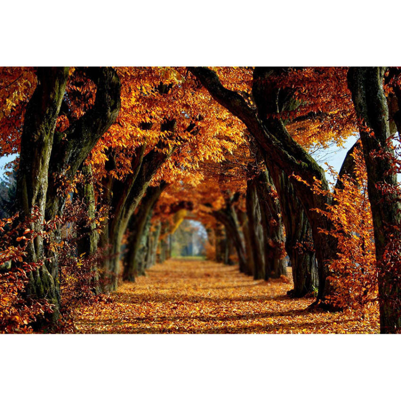 Фонов гоблен за fotografия – Хелоуин, детско парти, 100% полиестер, машинно тъкане, стил: анимационен