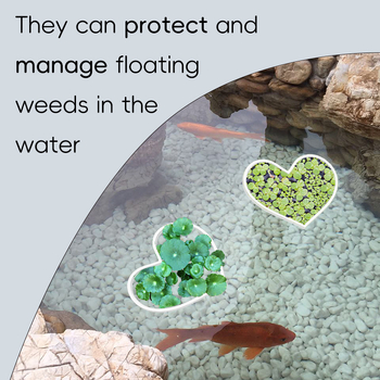 Akrilinė plūduriuojanti Betta maitinimo žiedas su augalų siena, širdies formos