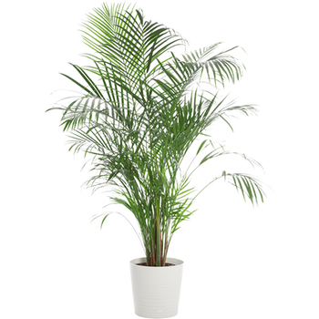 Αυτοκόλλητο τοίχου PVC με μοτίβο φυτών, αδιάβροχο και αυτοκόλλητο, για σαλόνι, υπνοδωμάτιο και είσοδο.