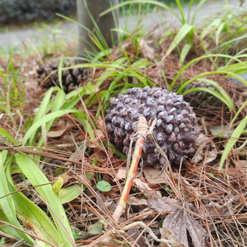 Κουτί αποθήκευσης κλειδιών από ρητίνη, σε σχήμα πεύκου, με καπάκι, 50 ml χωρητικότητα, μοντέλο DS05091, προστασία από σκόνη