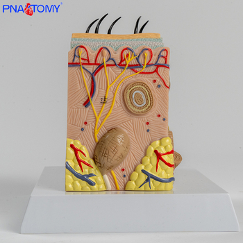 PNATOMY модел на човешката кожа за обучение и демонстрация — пластмасов, за дерматология и козметични институции