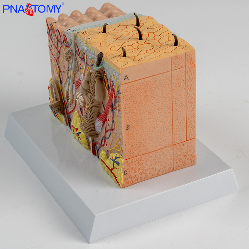 PNATOMY модел на човешката кожа за обучение и демонстрация — пластмасов, за дерматология и козметични институции