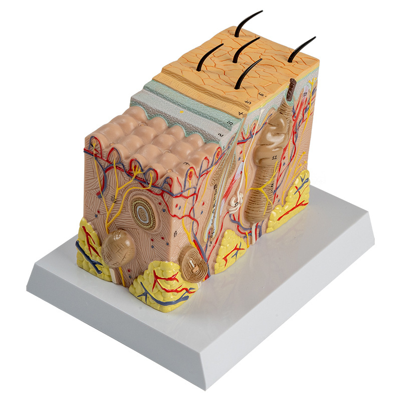 PNATOMY модел на човешката кожа за обучение и демонстрация — пластмасов, за дерматология и козметични институции