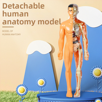 Bioloģijas/ķīmijas izglītojošā rotaļlieta orgānu un skeleta salikšanai — Tengxin, plastmasa, vecums no 7 līdz 14 gadiem