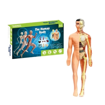 Bioloģijas/ķīmijas izglītojošā rotaļlieta orgānu un skeleta salikšanai — Tengxin, plastmasa, vecums no 7 līdz 14 gadiem