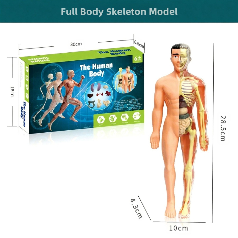 Bioloģijas/ķīmijas izglītojošā rotaļlieta orgānu un skeleta salikšanai — Tengxin, plastmasa, vecums no 7 līdz 14 gadiem