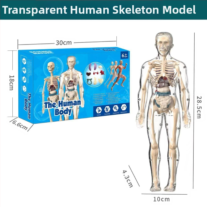 Bioloģijas/ķīmijas izglītojošā rotaļlieta orgānu un skeleta salikšanai — Tengxin, plastmasa, vecums no 7 līdz 14 gadiem