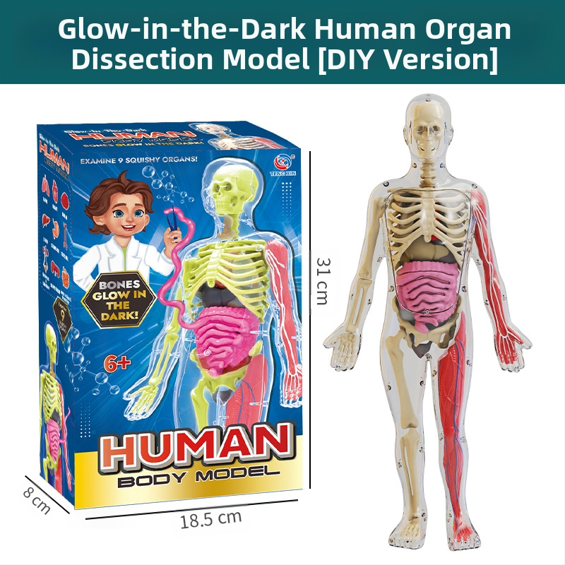 Bioloģijas/ķīmijas izglītojošā rotaļlieta orgānu un skeleta salikšanai — Tengxin, plastmasa, vecums no 7 līdz 14 gadiem