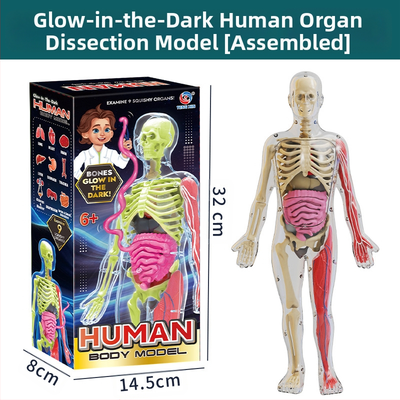 Bioloģijas/ķīmijas izglītojošā rotaļlieta orgānu un skeleta salikšanai — Tengxin, plastmasa, vecums no 7 līdz 14 gadiem