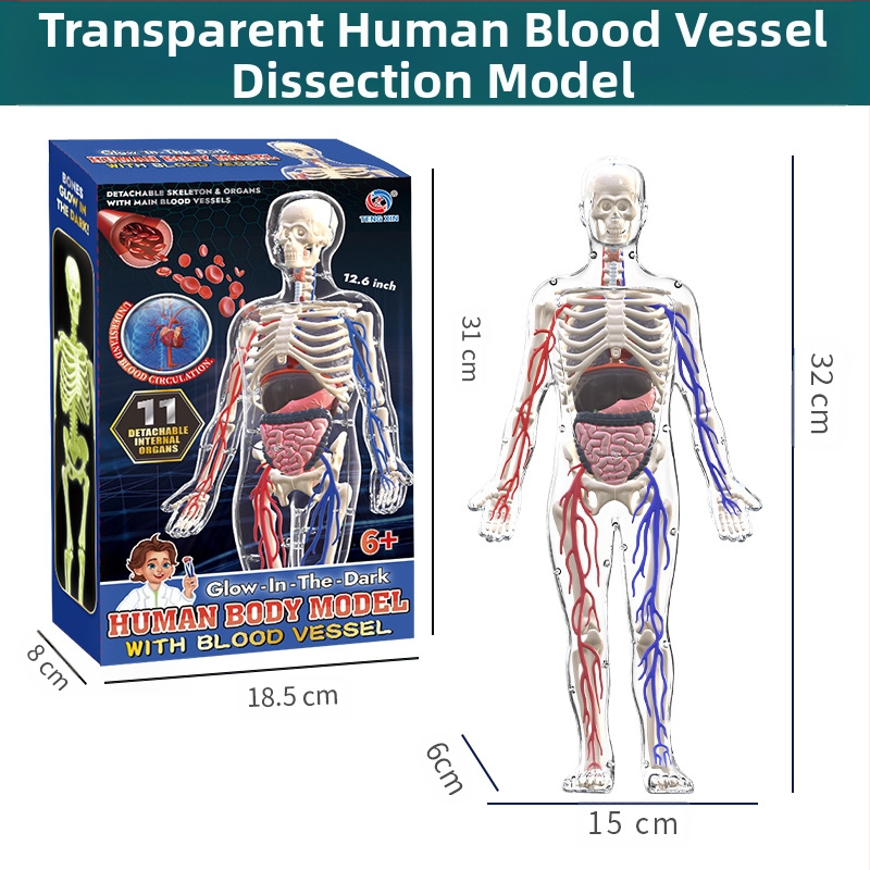 Bioloģijas/ķīmijas izglītojošā rotaļlieta orgānu un skeleta salikšanai — Tengxin, plastmasa, vecums no 7 līdz 14 gadiem