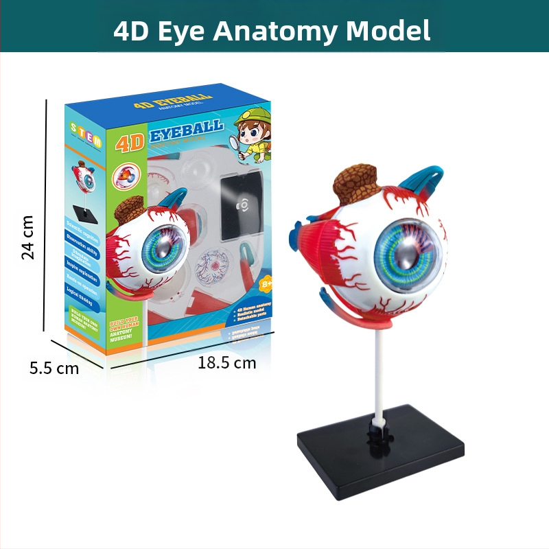 Bioloģijas/ķīmijas izglītojošā rotaļlieta orgānu un skeleta salikšanai — Tengxin, plastmasa, vecums no 7 līdz 14 gadiem