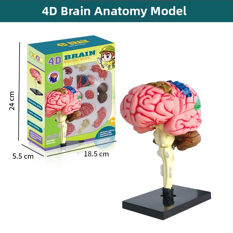 Bioloģijas/ķīmijas izglītojošā rotaļlieta orgānu un skeleta salikšanai — Tengxin, plastmasa, vecums no 7 līdz 14 gadiem