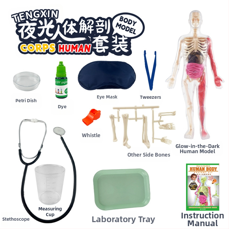 Bioloģijas/ķīmijas izglītojošā rotaļlieta orgānu un skeleta salikšanai — Tengxin, plastmasa, vecums no 7 līdz 14 gadiem