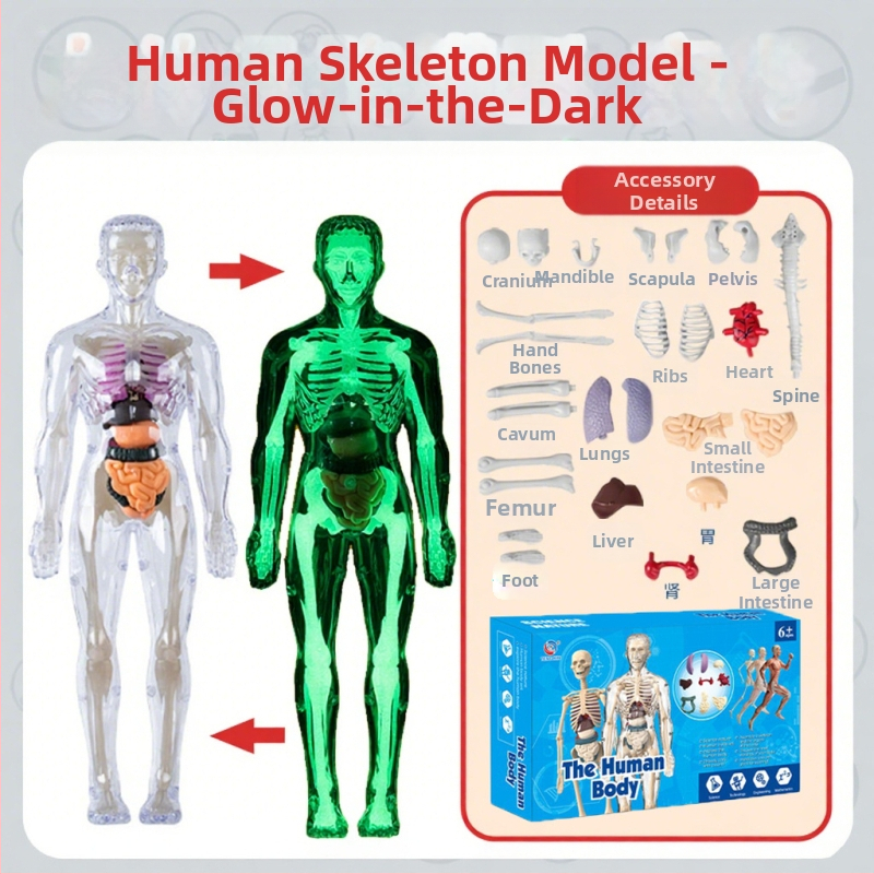 Bioloģijas/ķīmijas izglītojošā rotaļlieta orgānu un skeleta salikšanai — Tengxin, plastmasa, vecums no 7 līdz 14 gadiem