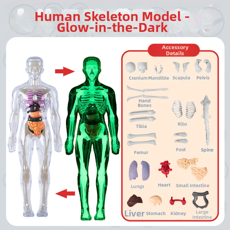 Bioloģijas/ķīmijas izglītojošā rotaļlieta orgānu un skeleta salikšanai — Tengxin, plastmasa, vecums no 7 līdz 14 gadiem