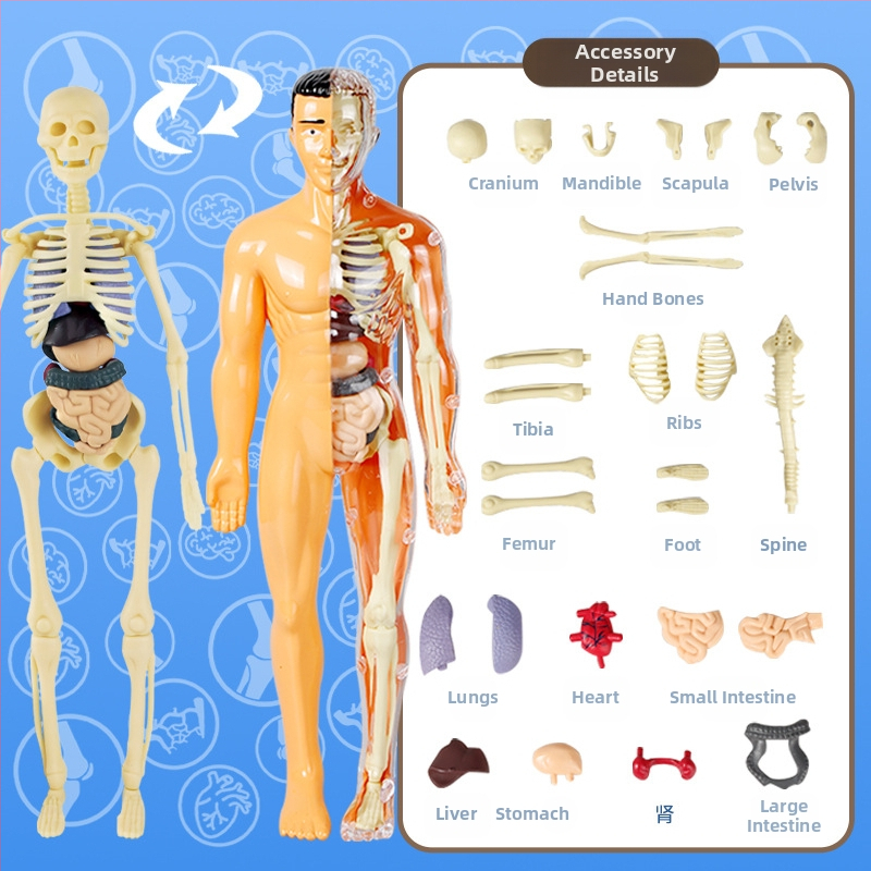 Bioloģijas/ķīmijas izglītojošā rotaļlieta orgānu un skeleta salikšanai — Tengxin, plastmasa, vecums no 7 līdz 14 gadiem