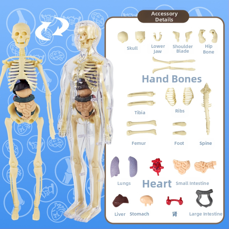 Bioloģijas/ķīmijas izglītojošā rotaļlieta orgānu un skeleta salikšanai — Tengxin, plastmasa, vecums no 7 līdz 14 gadiem