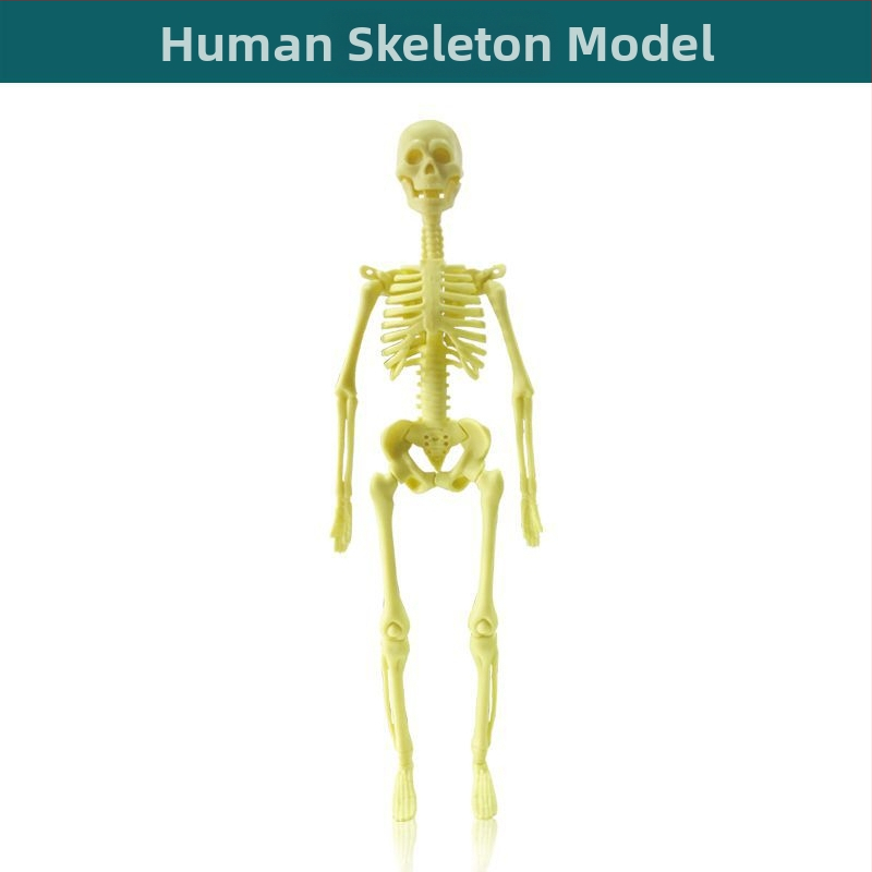 Bioloģijas/ķīmijas izglītojošā rotaļlieta orgānu un skeleta salikšanai — Tengxin, plastmasa, vecums no 7 līdz 14 gadiem