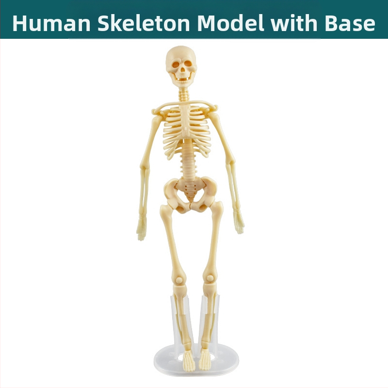 Bioloģijas/ķīmijas izglītojošā rotaļlieta orgānu un skeleta salikšanai — Tengxin, plastmasa, vecums no 7 līdz 14 gadiem