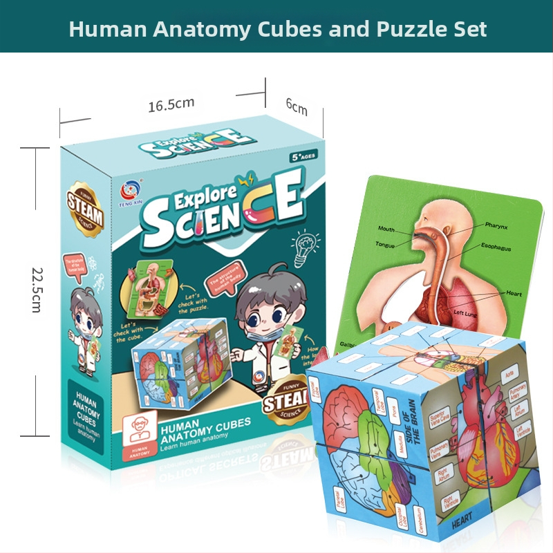 Bioloģijas/ķīmijas izglītojošā rotaļlieta orgānu un skeleta salikšanai — Tengxin, plastmasa, vecums no 7 līdz 14 gadiem