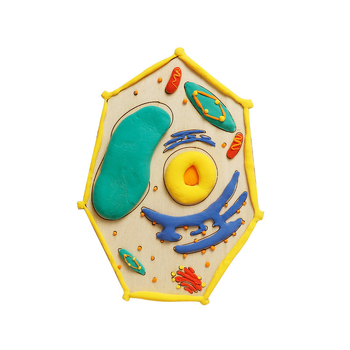 Σετ διδασκαλίας μοντέλων κυττάρων φυτών και ζωικών κυττάρων, ξύλινο υλικό, κατάλληλο για DIY, μη ηλεκτρικό, για μαθητές 7–14