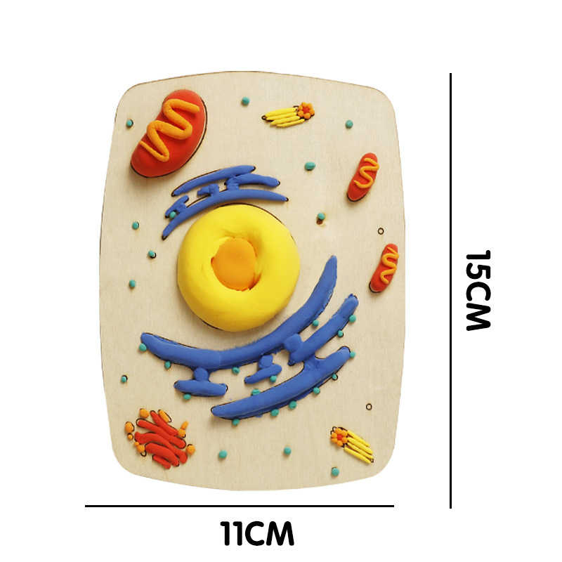 Σετ διδασκαλίας μοντέλων κυττάρων φυτών και ζωικών κυττάρων, ξύλινο υλικό, κατάλληλο για DIY, μη ηλεκτρικό, για μαθητές 7–14