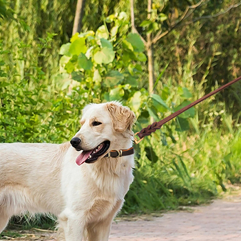 Šunų pavadėlis | material: Other | category: Pet chains and ropes | product category: Pendant