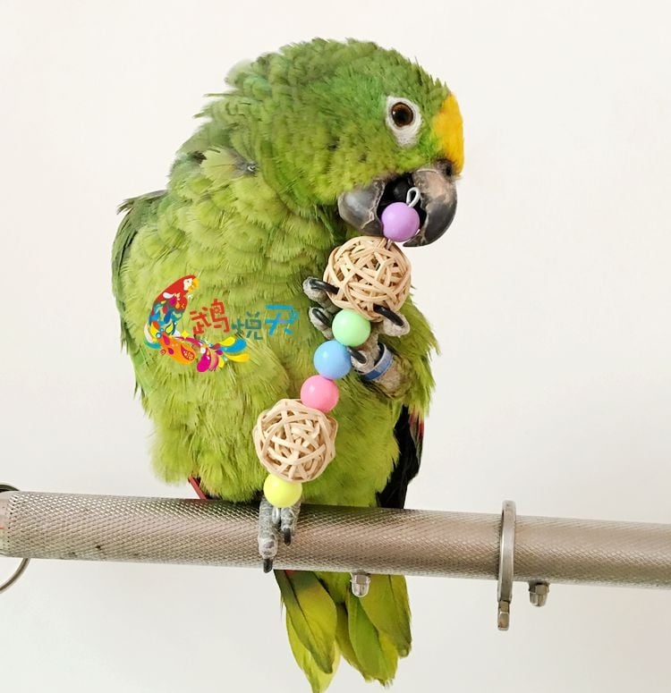 Papagáj számára készült fa játék, rattan golyó harapós játék