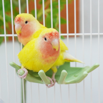 Papūgos laikiklis su lazdele – Paukščių poilsio platforma, Kodas GS21414, Suaugęs paukštis, Neimportuotas