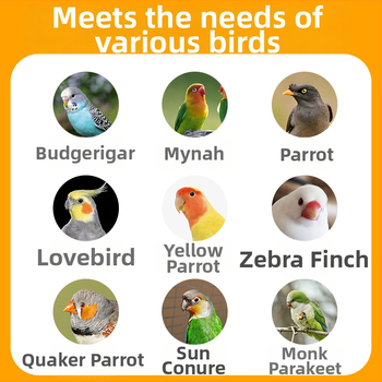 Λεκάνη Μπάνιου Πουλιών Για Παπαγάλους Και Μικρά Πουλιά – Μοτίβο Τίγρης-Πιόν, Στυλ Μαύρος Φοίνικας