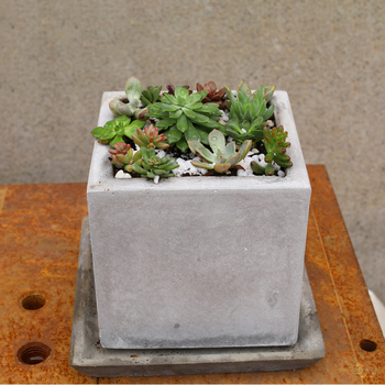 Τσιμεντένια γλάστρα για φυτά - ανθεκτική σε παραμόρφωση, αντοχή στη διάβρωση και στιβαρή κατασκευή; κατάλληλη για επιφάνειες γραφείου ή δάπεδο; κατάλληλη για γραφεία, ξενοδοχεία και οικιακή διακόσμηση; Υλικό: τσιμέντο και μαγνησίτης