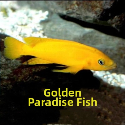 Аквариумни риби – тропически сладководни, Вид: риба, Марка: Ang yang, Внос: Не