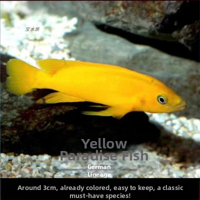 Аквариумни риби – тропически сладководни, Вид: риба, Марка: Ang yang, Внос: Не