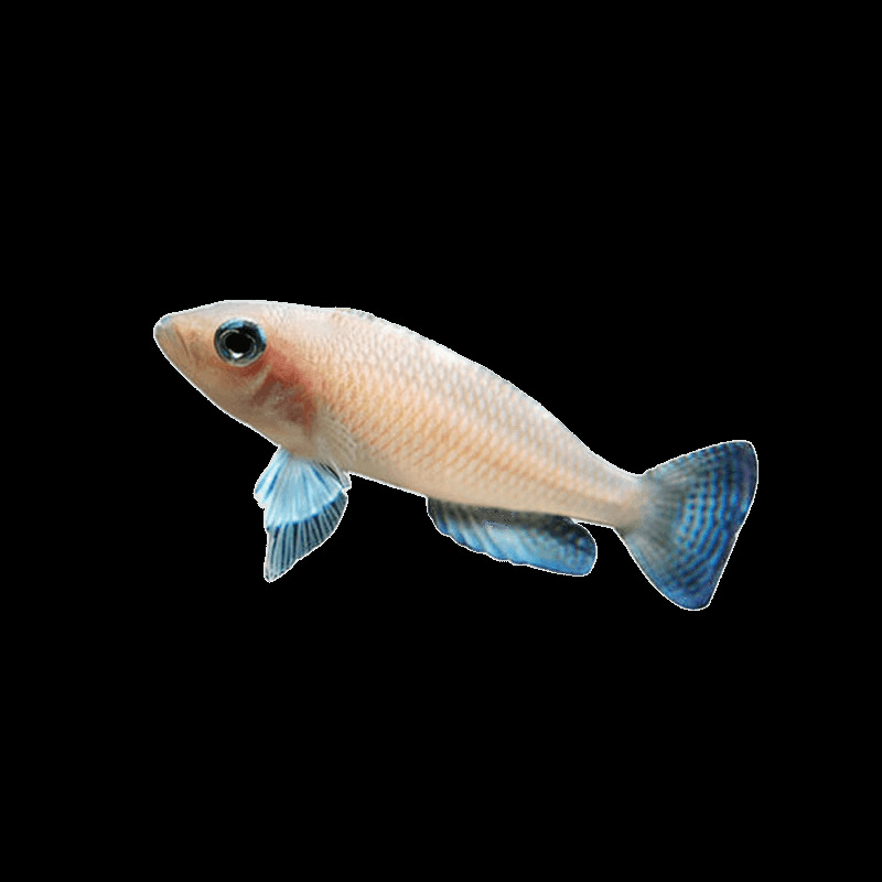 Tropske slatkovodne ribe za akvarij – Vrsta: Riba; Marka: Ang yang; Uvoz: Ne