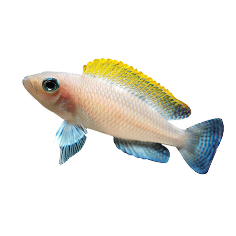 Tropske slatkovodne ribe za akvarij – Vrsta: Riba; Marka: Ang yang; Uvoz: Ne