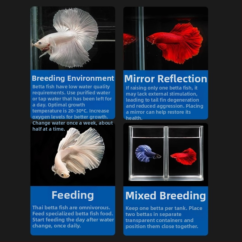 Тропическа декоративна риба – Вид: Риба – Произход: Друг – Внос: Не – Бранд: Без марка