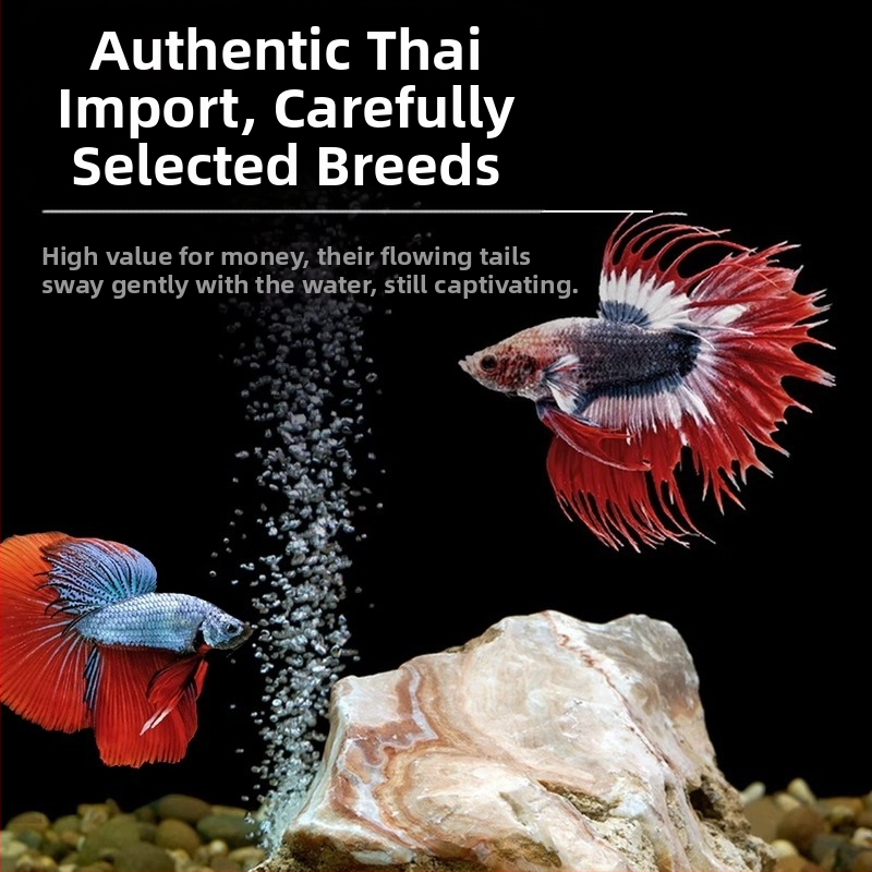 Тропическа декоративна риба – Вид: Риба – Произход: Друг – Внос: Не – Бранд: Без марка