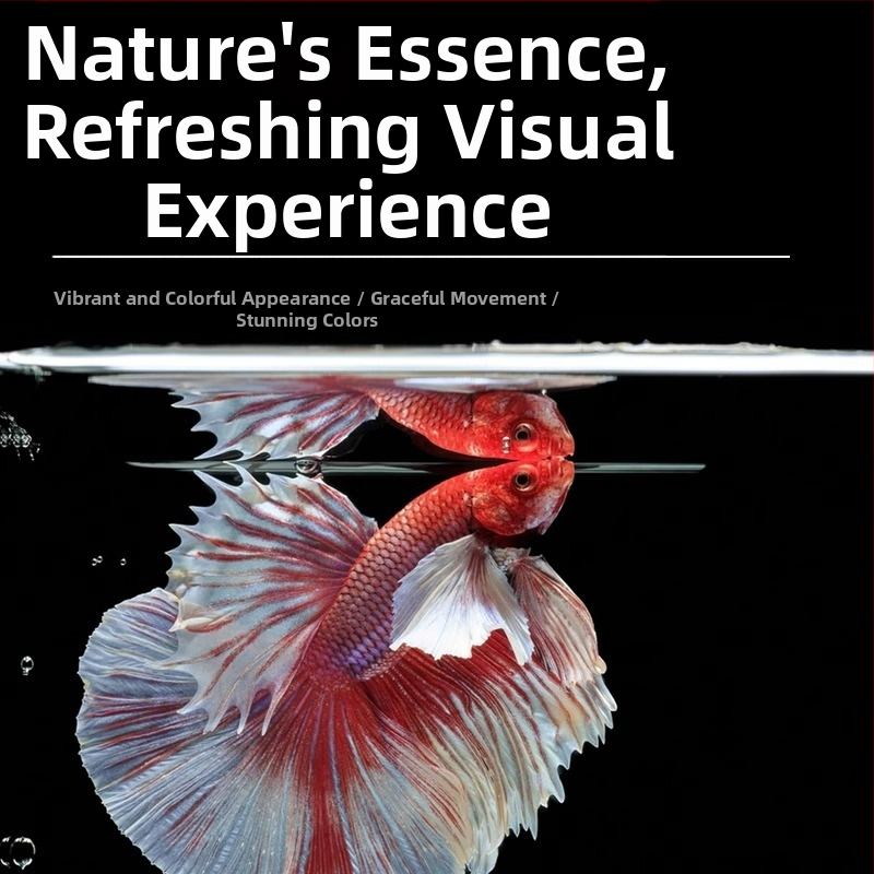 Тропическа декоративна риба – Вид: Риба – Произход: Друг – Внос: Не – Бранд: Без марка