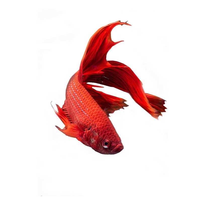 Tropska dekorativna riba – Podrijetlo: Drugo – Uvoz: Ne – Marka: Bez marke – Vrsta: Riba