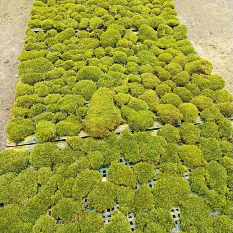 Mű moha gyep, flockolt selyem növény, modell 21488319, tájkép kirakat dekoráció