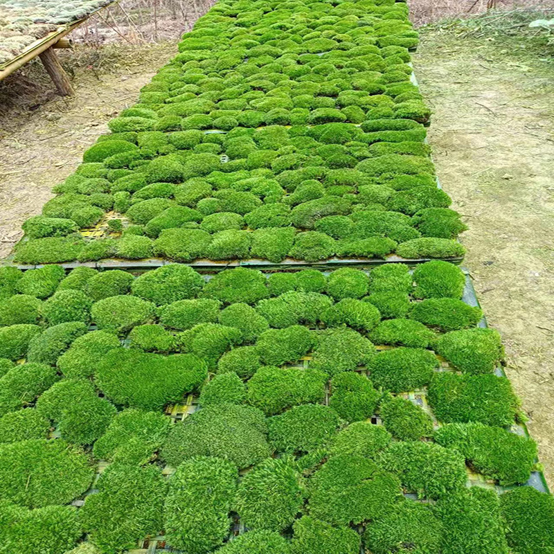 Mű moha gyep, flockolt selyem növény, modell 21488319, tájkép kirakat dekoráció