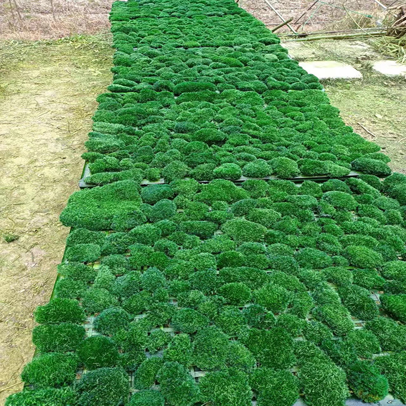 Mű moha gyep, flockolt selyem növény, modell 21488319, tájkép kirakat dekoráció