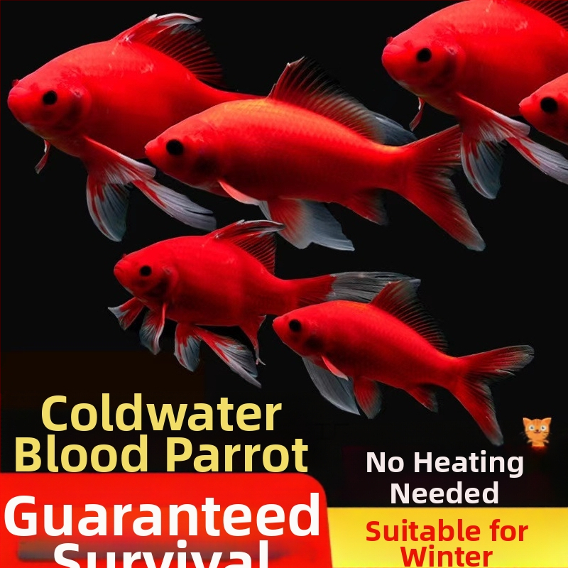 Студеноводна папагалова риба, декоративна, код Yezessqp, без внос