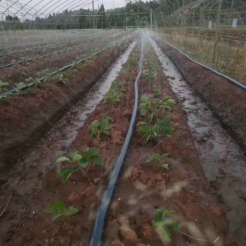 Zelin šiltnamio laistymo mikro purškimo juosta su įstrižomis skylėmis, daugiaaukė juosta (5 skylės / 7 skylės)