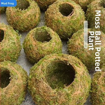 Γλάστρα με βρύα σε μπάλα με μικρο-τοπίο ορχιδών, δάπεδο, αγροτικό στυλ για οικιακή κηπουρική