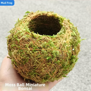 Γλάστρα με βρύα σε μπάλα με μικρο-τοπίο ορχιδών, δάπεδο, αγροτικό στυλ για οικιακή κηπουρική